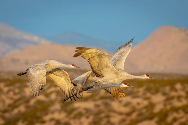 New Mexico-Bosque del Apache National Wildlife Reserve Sandhill cranes flying